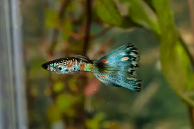 Fancy guppies ( multi delta and blue moscow mix) 40 fry Fancy guppies ( multi delta and blue moscow mix) 40 fry