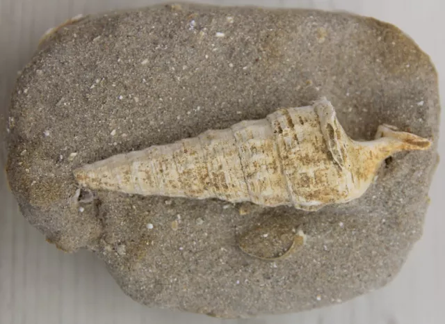 gastéropode fossile du Bassin Parisien