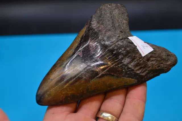 #25 GROSSER SCHÖNER 5,1 ZOLL MEGALODON HAI Zahn, FLUSS GEFUNDEN, TOLLE FARBEN