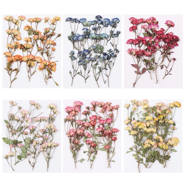 Multi-purpose Real Dried Flowers Embossed Plant Pressed Flowers Manual