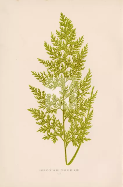 FERN Artwork by Edward Lowe - Vintage Prints - Hymenophyllum Pulcherrimum  #297