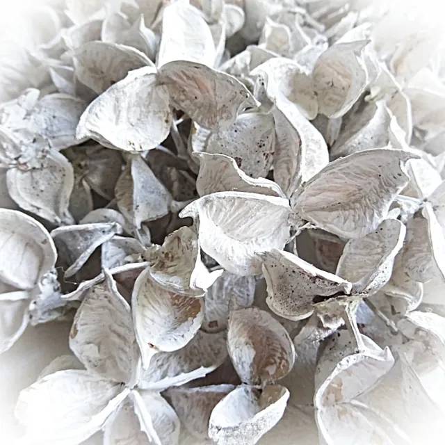 DekoEins® Naturmaterial Cotton Pods 150 g weiß Deko getrocknete Baumwoll Knospen