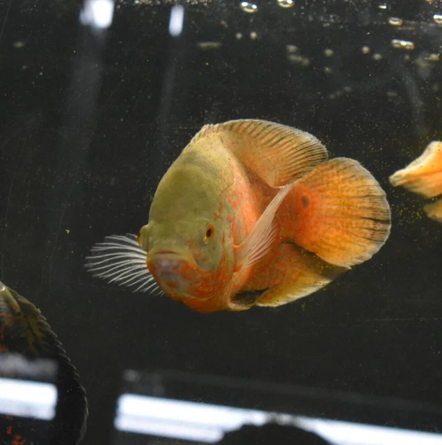 Live Albino Ruby Oscar Cichlid (6-7" Large Freshwater Aquarium Fish) 2