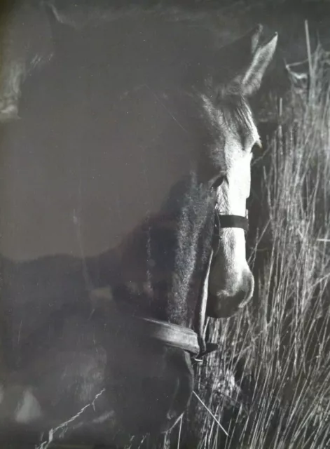 Foto Nero & E Bianco Originale Arte Grande Stampa Analogica Cavallo