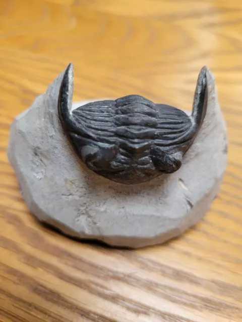 Trilobite Hollardops Fossil.