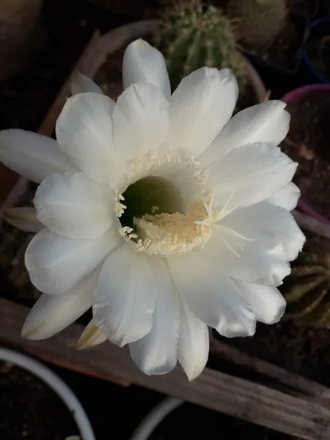 Cactus, plantes grasses : echinopsis Mont Blanc, diamétre 3 cm