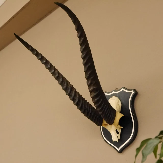 Grant Gacela Trofeo de Calavera Hl 52 CM En Escudo de Trofeo