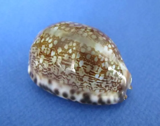 Cypraea Arabica 52,9 mm Gem Nouvelle Calédonie " Beau spécimen "