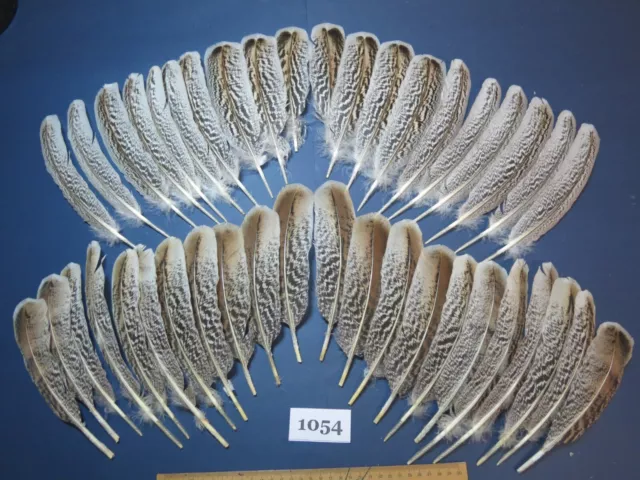 42 Pcs Natural Turkey Wing Feathers, Fly Tying Materials, Craft Feathers. (1054)