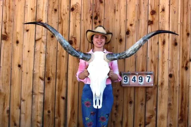 Steer Skull Polished Long Horns Mounted Art!! 4' 9" Cow Bull Longhorn H9497