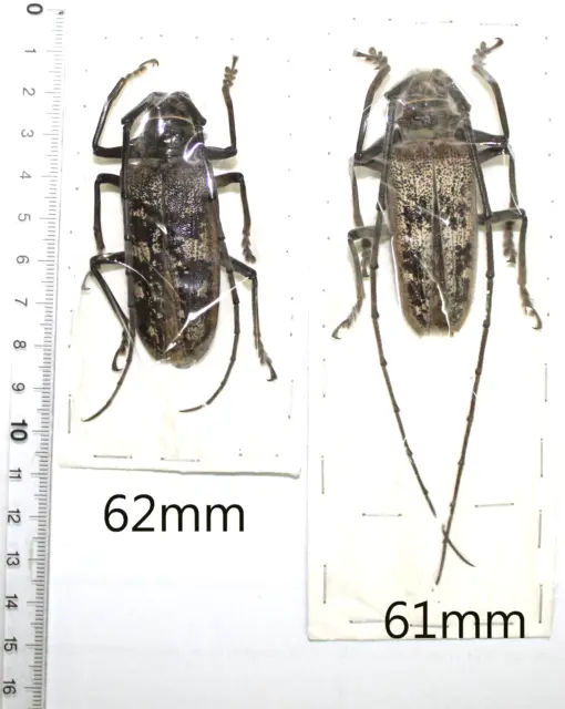 Lamiinae. 1 pair Batocera gerstaeckeri. +60mm. Taliabu Is.