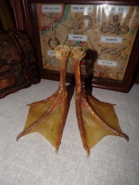 Domestic Goose dried feet pair