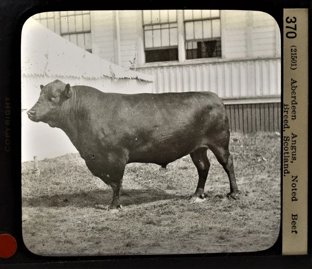 5-370 Magic Lantern Glass Slide Photo Aberdine Angus Scotland
