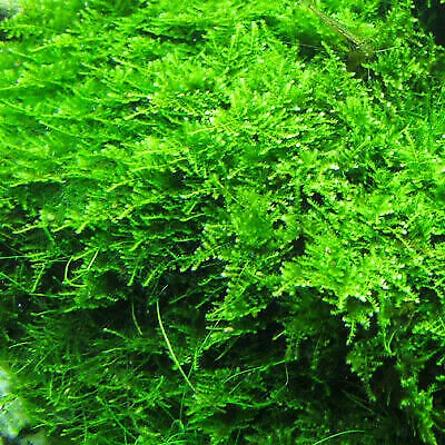 BUY 2 GET 1 FREE - Willow Moss Christmas Moss Live Aquarium Plant Aquatic Moss