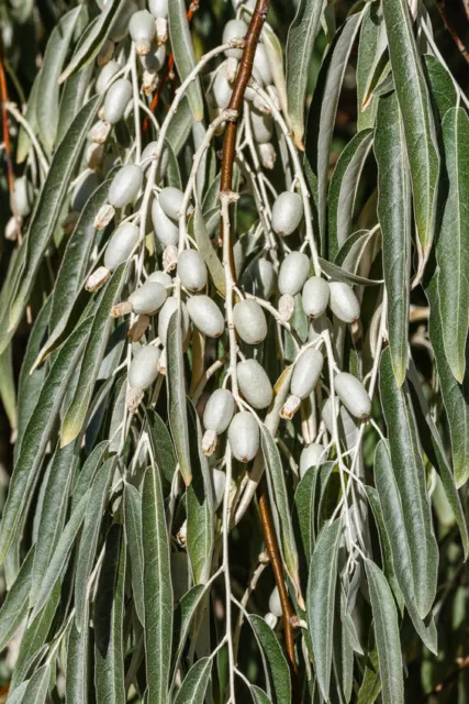 SAMEN In einem mediterran Garten sollte die Ölweide nicht fehlen wunderschön.