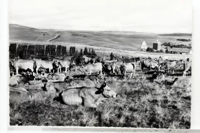 Midi-Pyrénées > Aveyron - 12 AUBRAC PATURAGE   FRANCE CARTE POSTALE  K601