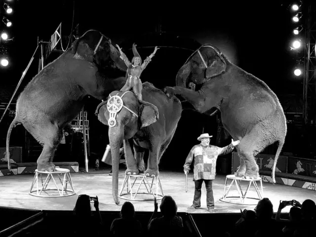 Antique Circus Photo 2169b Oddleys Strange & Bizarre 2