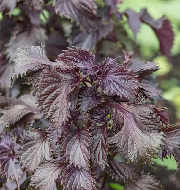 Red Perilla - Shiso - 10+ seeds - Heirloom - JAPANESE HEIRLOOM! F 071