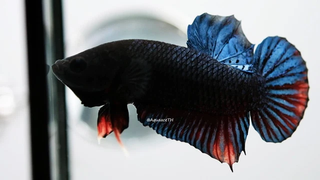 "Vvip"  Premium Live Betta : (Champion Bloodline) Siam Combat Betta #55