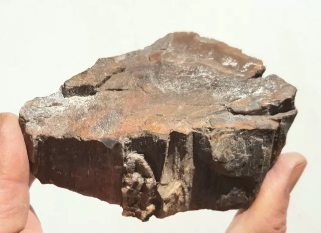 Carboniferous petrified wood from Donbass 2