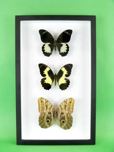 3 beaux papillons magnifiques Coffret 3D Showcase Taxidermie Entomologie 09 2