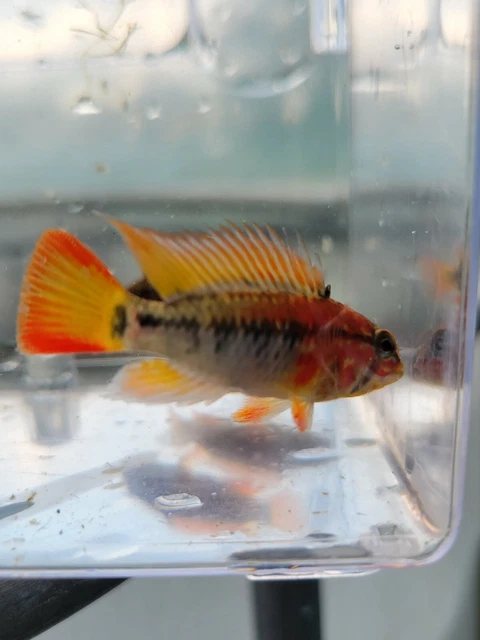 Apistogramma macmasteri red neck Pair Live Freshwater Aquarium Fish
