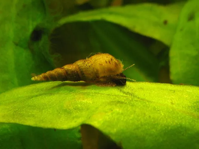 Escargots d ‘aquarium Melanoide (lot De 20+4 Gratuits)