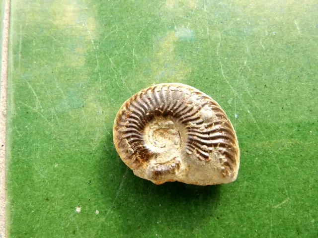 Fosiles Ammonite " Bonito Pseudogrammoceras  Pirit.  Aveyron (Francia) - 11A22 "