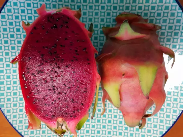 Columbian Sweet Red Dragon Fruit X10 Cuttings(Red fleshed) Large fruit up to 1kg