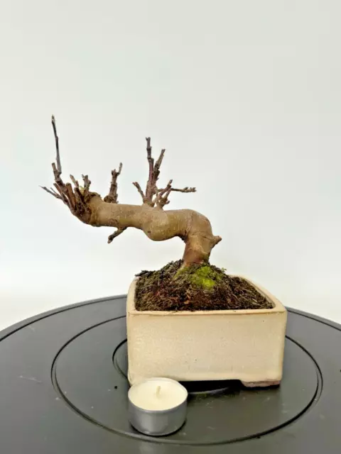 Bonsai Apfelbaum / Malus Früchte Blüte Laub abwerfend Geschenkidee Shohin 4653