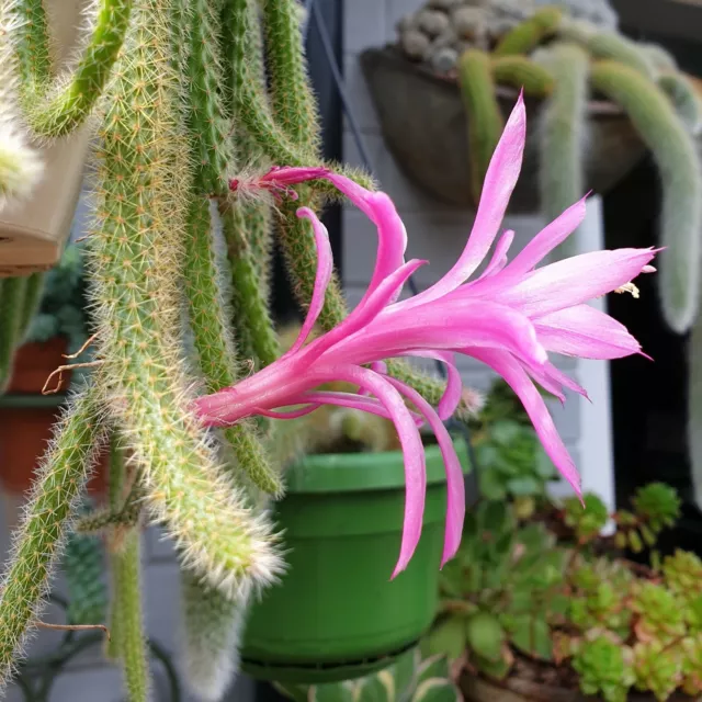 Aporocactus flagelliformis (syn. Disocactus ) Rattail Cactus 3 x 5cm cuttings