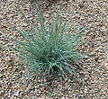 Ornamental Grass - Festuca glauca - Blue Fescue - 200 Seed