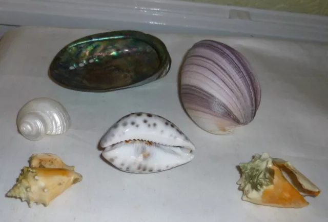 Selection of Sea Shells 2