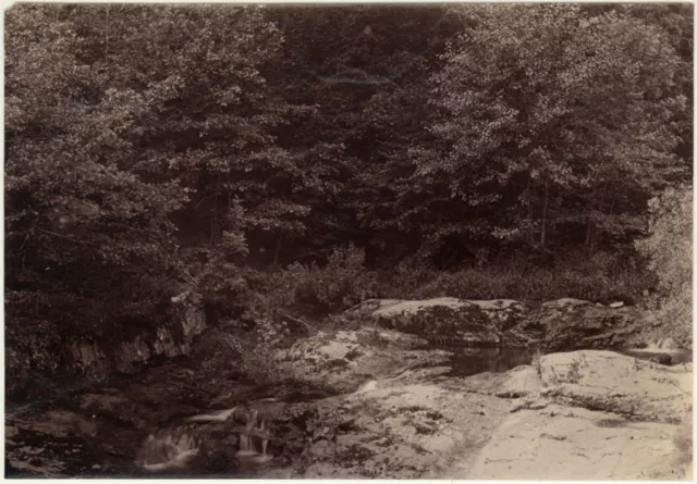 Photo Anonyme Albuminé Etude de Sous Bois Vers 1870/80