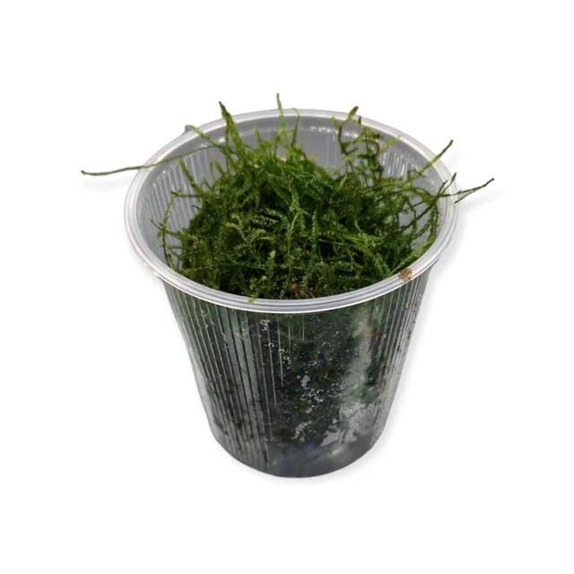 Vesicularia ferriei 'Weeping' - Portion im 500ml Becher Aquarien Moos Pflanze 2