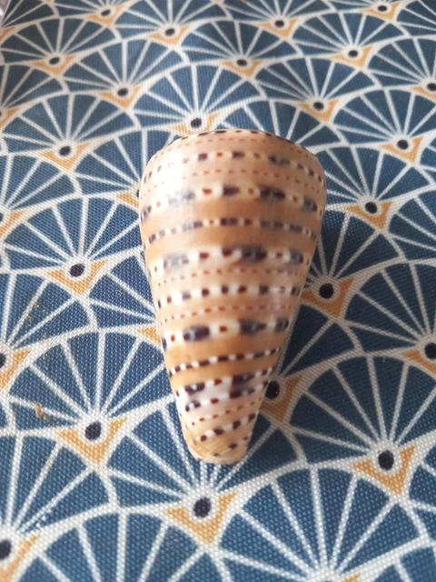 Coquillage Cône Conus Planorbis Pour Artisanat Et Décoration - Shorely Yours SS-294