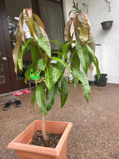 Healthy Mango Tree with Pot