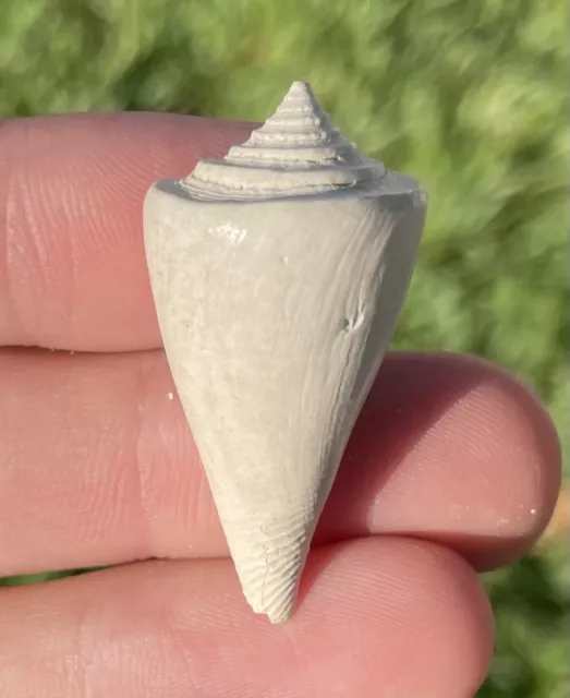 France Fossil Gastropod Conus deferditus Eocene Age Shell