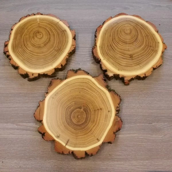 3 Pieza Acacia Jabalí Escudo de Trofeo AF16cm Jabalí Baumscheibe Baumschild