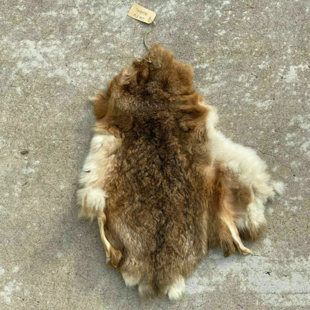 French Taxidermy animal Fur pelts Skin leather 2603208