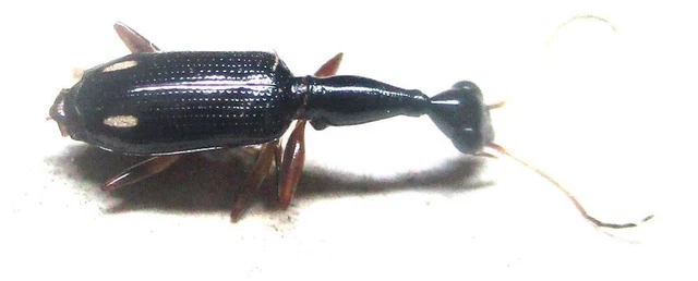 M016 PA : Carabidae: Ophionea species? 7mm******************