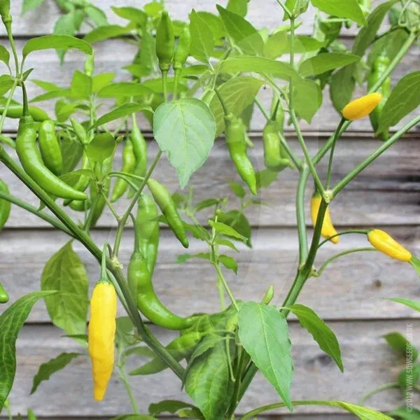 Hot Lemon Chilli Plug Plant