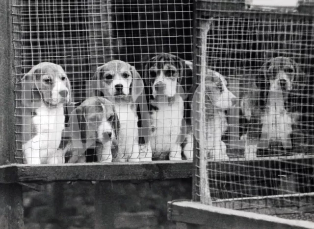 Photo de presse vintage Animaux, Chien Forcé En Cage, tirage 21 X 15 CM