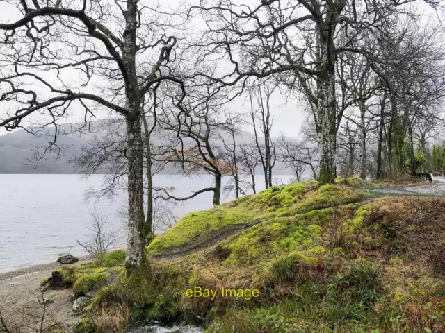 Photo 6x4 Moss and trees between Loch Lomond and A82 Inveruglas Trees alo c2022