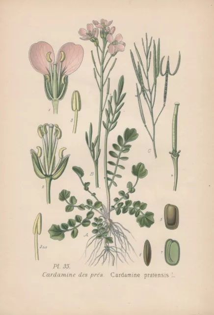 Wiesen-Schaumkraut (Cardamine pratensis) Chromo-Lithographie 1891 cuckoo flower