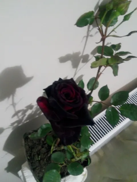 Black Magic Rose from Turkey
