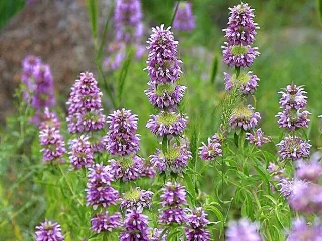 400 + Lemon Mint Seeds . Non-GMO . Garden Seeds ! Heirloom ! Herbs ! Hummingbird