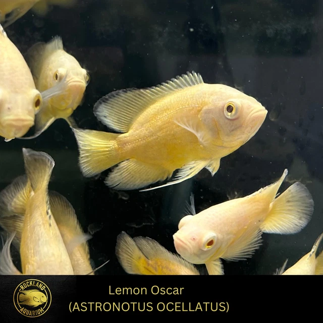 OSCAR Lemon Oscar - ASTRONOTUS OCELLATUS  - Live Fish (2.75"-3")