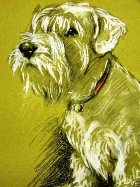 Lucy Dawson 1946 SEALYHAM TERRIER Dog Art Print Matted