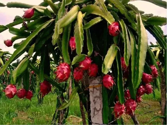 Columbian Sweet Red Dragon Fruit X 3 Cuttings(Red fleshed) Large fruit up to 1kg